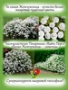 Пеларгония Счастливая мысль красный Happy Thought герань Udivi 220741870 купить за 848 ₽ в интернет‑магазине Wildberries